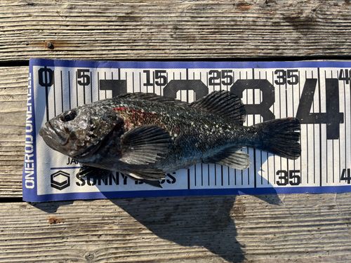 クロソイの釣果