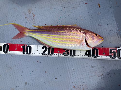 イトヨリダイの釣果