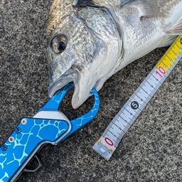 ミナミクロダイ