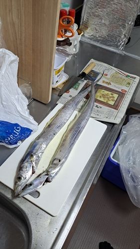 タチウオの釣果