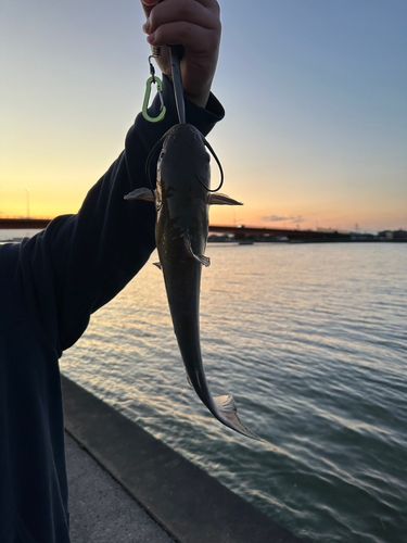 アメリカンキャットフィッシュの釣果