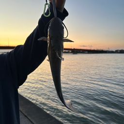 アメリカンキャットフィッシュ