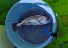 イシモチの釣果