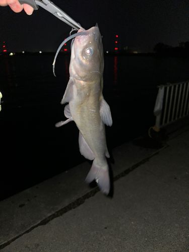 アメリカンキャットフィッシュの釣果