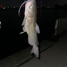 アメリカンキャットフィッシュ