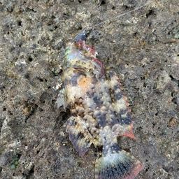 ミツバモチノウオ