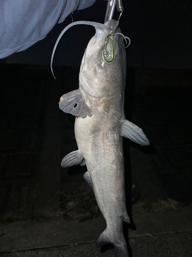 アメリカンキャットフィッシュ