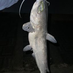 アメリカンキャットフィッシュ