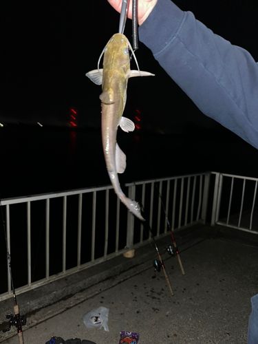 アメリカンキャットフィッシュの釣果