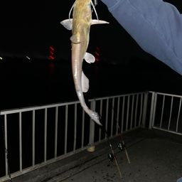 アメリカンキャットフィッシュ