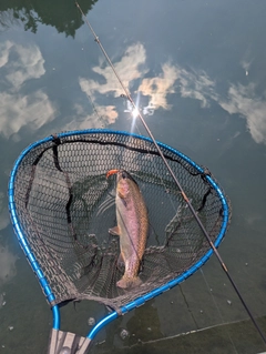 ニジマスの釣果