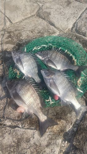 チヌの釣果