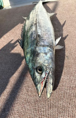 サワラの釣果