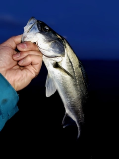 セッパ（マルスズキ）の釣果