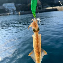 ササイカ