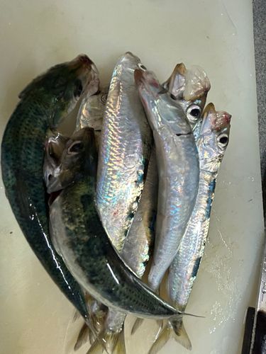 マイワシの釣果