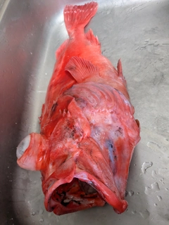 アコウダイの釣果