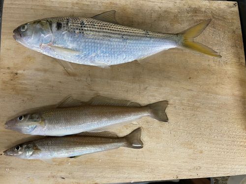 コノシロの釣果