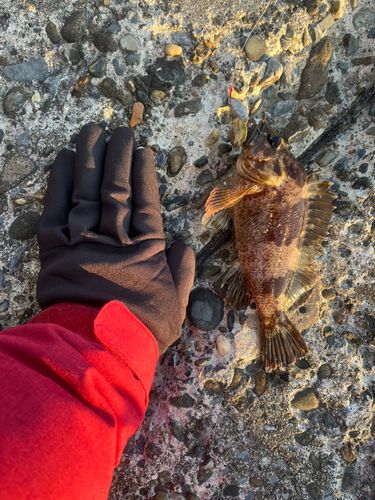 ムラソイの釣果