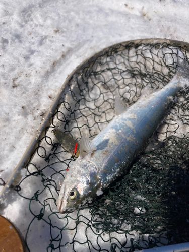 ヤマメの釣果