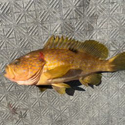 アコウ