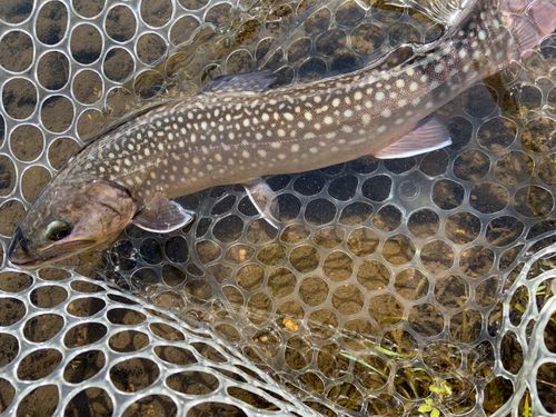 アメマスの釣果