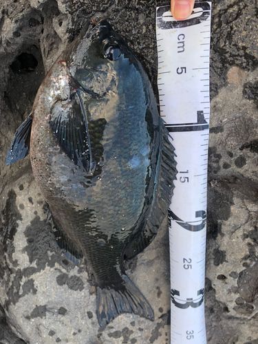 ヘダイの釣果