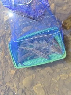 ヤマメの釣果