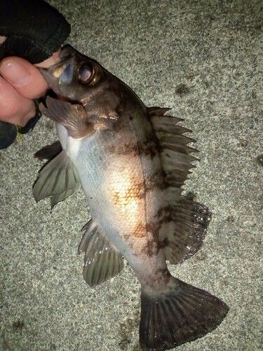 メバルの釣果