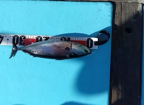 スマガツオの釣果
