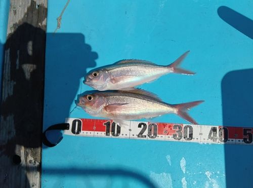 ヒメダイの釣果