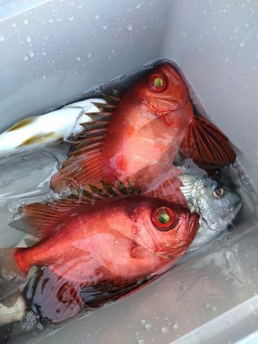 チカメキントキの釣果
