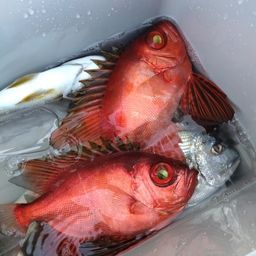 チカメキントキ