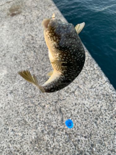 クサフグの釣果
