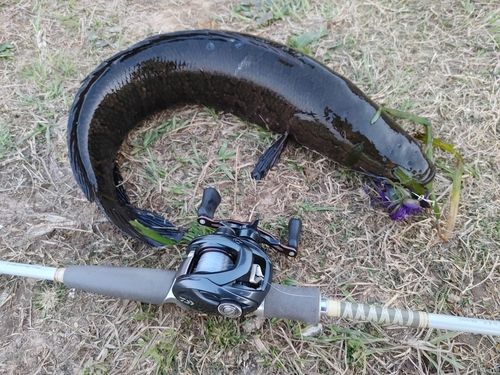 ライギョの釣果