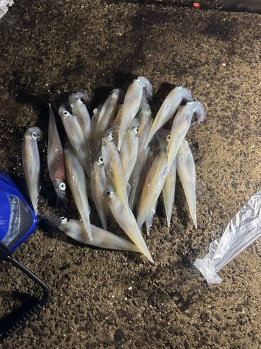 ササイカの釣果