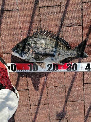 クロダイの釣果