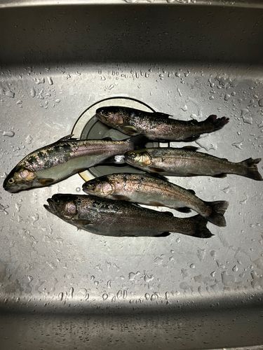 ニジマスの釣果