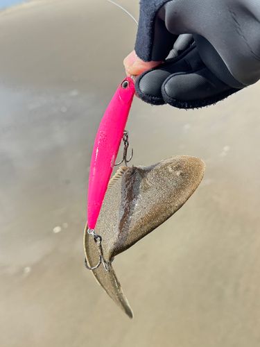 シタビラメの釣果