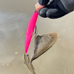 シタビラメ