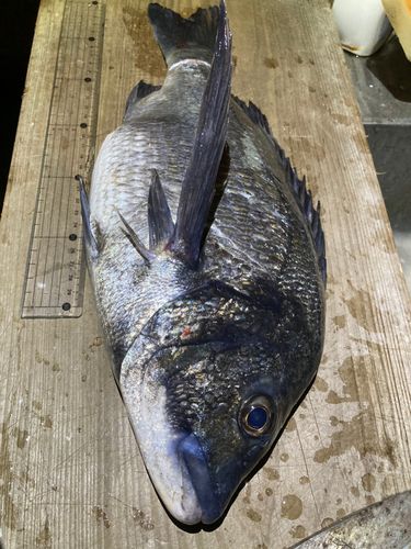 チヌの釣果