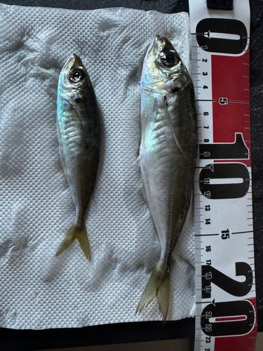 アジの釣果