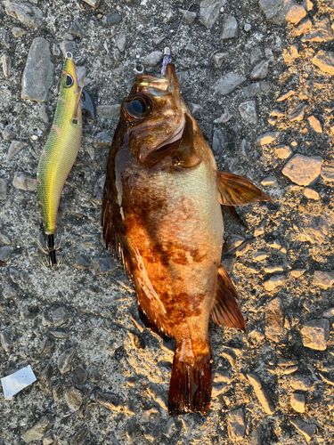 シロメバルの釣果