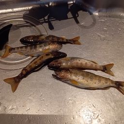 アマゴ
