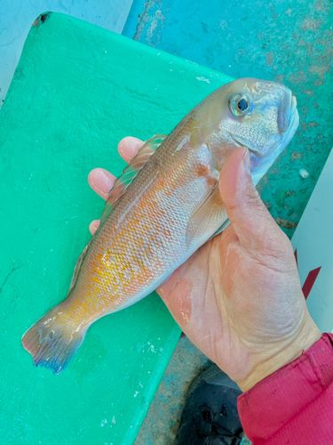 シロアマダイの釣果