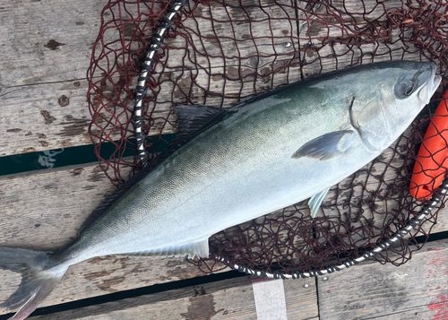 ヒラマサの釣果