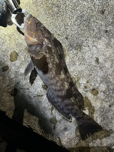 アイナメの釣果