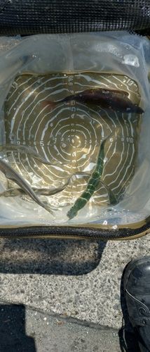 ムナテンベラの釣果