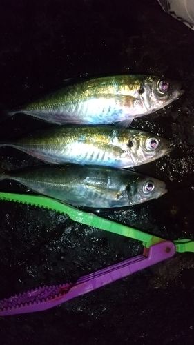 マアジの釣果