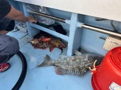 フエダイの釣果